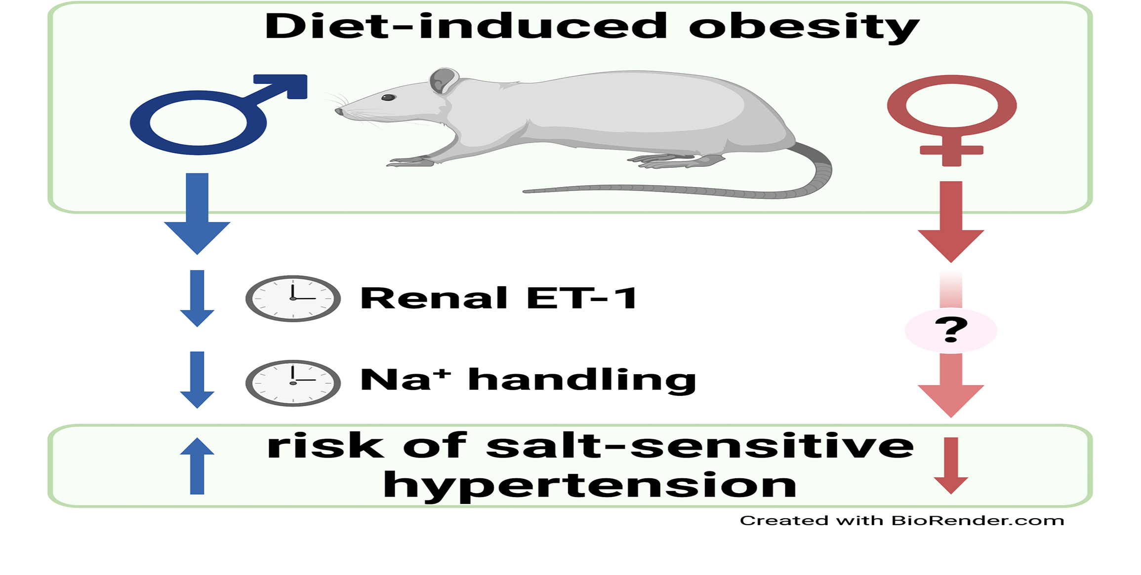 Sex Differences in Diurnal Sodium Handling During Diet-Induced Obesity in Rats